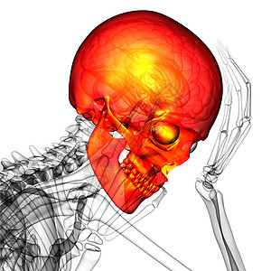 3d 提供头骨的医学插图鼻音颧骨下颌筛骨颅骨上颌骨骨骼蝶骨枕骨图片