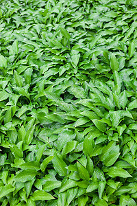 充满雨滴的Hosta绿树叶花园液体植物群芭蕉植物百合树叶叶子植被场地图片