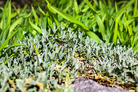 灰石附近的泉生植被贫瘠季节绿色花园灰色刀刃草本植物岩石石头叶子植物图片