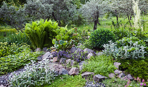 绿岩花园里草木茂密公园植被灌木衬套花坛绿化园林蕨类植物假山图片