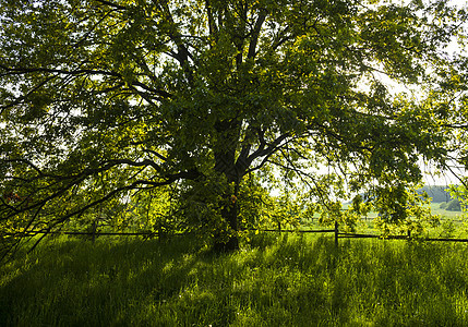 夏日明亮的老橡树叶子树梢植物传播枝条树干树叶绿色植物小枝绿色图片