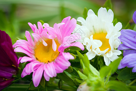 特写明亮多彩的花朵花束绿色粉色雏菊园艺菊花玫瑰植物群美丽植物图片