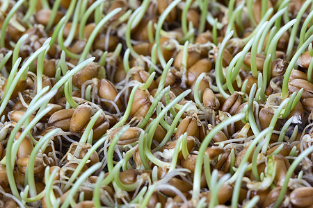 溴化谷物病菌小麦纤维食谱种子收获节食棕色豆芽生长图片素材