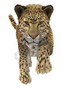 非洲豹捕食者非洲的高清图片
