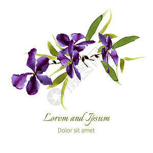水彩的Iris 可用作贺卡艺术蓝色婚礼花束艺术品墙纸植物庆典植物群花瓣图片
