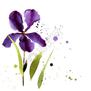 水彩的Iris 可用作贺卡蓝色植物群邀请函婚礼花束艺术品艺术植物庆典墙纸图片