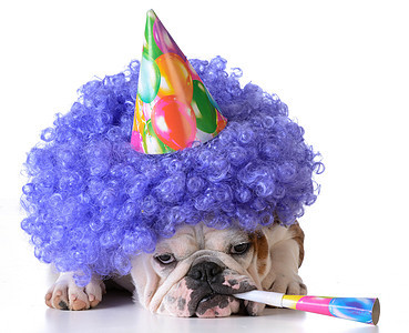 生日狗犬类戏服工作室小丑紫色庆典斗牛犬假发乐趣动物图片