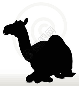 坐在骆驼的坐席上动物白色野生动物背光剪贴宠物绘画草图阴影沙漠图片