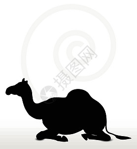 坐在骆驼的坐席上背光剪贴阴影沙漠绘画冒充插图野生动物白色黑色图片