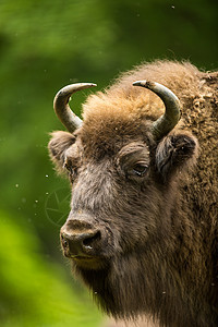 欧洲野牛奶牛公园荒野动物森林草地濒危动物园场地哺乳动物图片