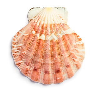 贝壳牌热带旅行海滩生态海洋动物螺旋风格装饰品宏观图片