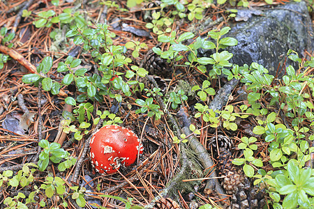 秋林种植的红拖鞋蘑菇危险叶子小精灵草地生物学植物公园菌类日光生物图片