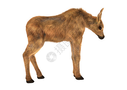 驼鹿动物小牛麋鹿野生动物哺乳动物白色棕色婴儿荒野背景图片