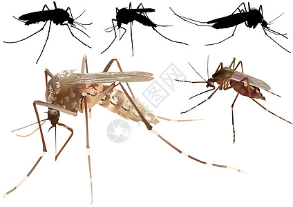 蚊虫疾病疟疾昆虫吮吸寄生虫害虫插图甲虫漏洞刺激性图片