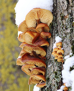 树蘑菇团体苔藓森林寄生虫树干菌类季节木头树桩阳光图片