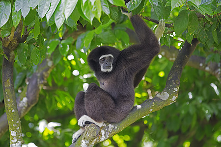 Gibbon 猴子植物灵长类野生动物绿色森林异国荒野濒危情调白色图片
