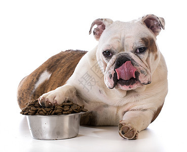 喂养宠物舌头饮食白色食物斗牛犬小吃犬类嘴唇小狗爪子图片