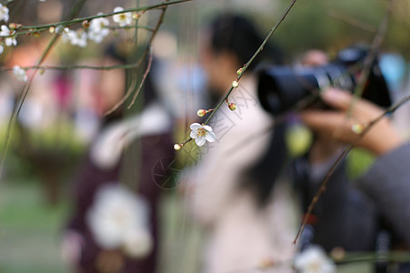 开花李子背景图片