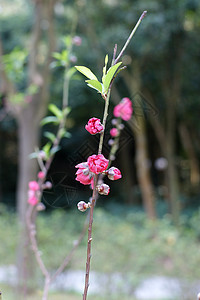 开花李子背景图片