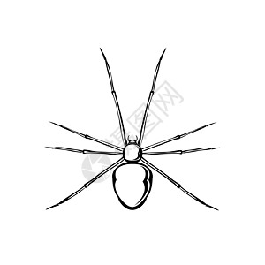 黑寡妇蜘蛛危险手绘网络插图致命昆虫草图动物图片