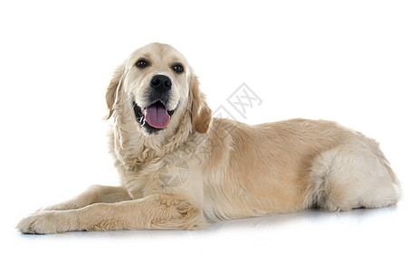 金毛猎犬猎犬动物猎狗女性宠物工作室犬类小狗白色图片