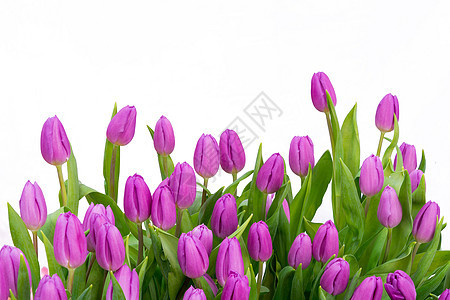 孤立的 tullip花瓣花园植物花朵花束紫色白色图片