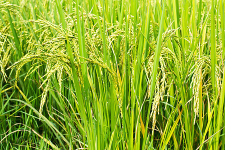 田间绿稻种米背景黄色农村收成植物群树叶农业农场食物绿色花园图片
