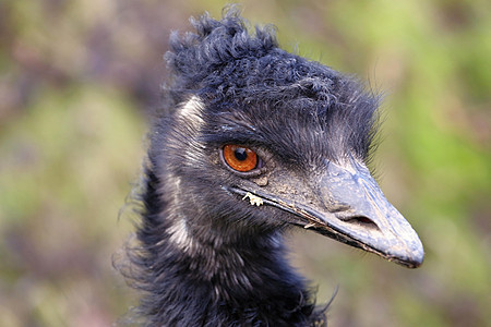 emu 头部荒野鲇鱼动物园羽毛鸵鸟棕色照片眼睛野生动物脖子图片