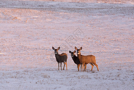 冬季鹿哺乳动物打猎荒野风景自然野生动物动物图片