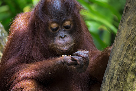 婆罗洲奥兰古人灵长类荒野野生动物公园橙子物种动物园乐趣动物原始人图片