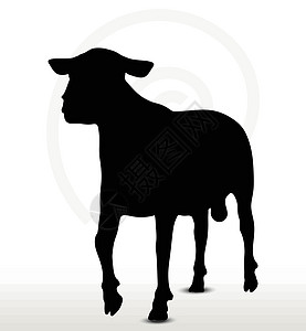 带走路姿势的绵羊背影动物背光黑色草图绘画阴影白色害群插图冒充图片