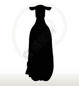 披着坐姿的绵羊背影黑色动物草图背光宠物插图害群冒充绘画阴影图片