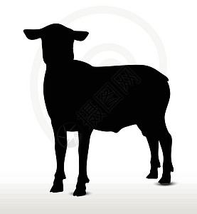 长着外观姿势的绵羊背影剪贴背光表情旁观者插图黑色阴影草图绘画冒充图片