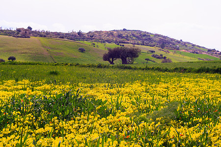 西西里农村树木农业场地花朵橄榄土壤乡村树林农场黄色图片