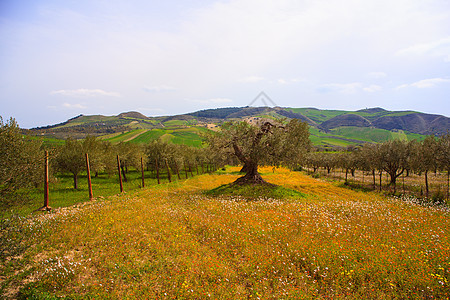西西里农村植物黄色树木农业树林农场绿色花朵乡村橄榄图片