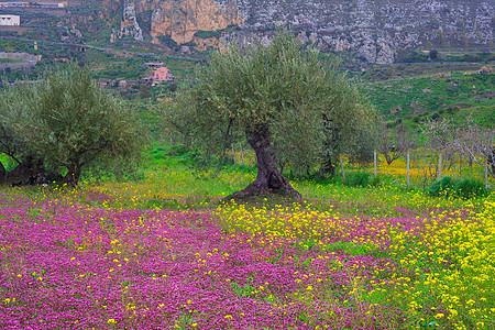 西西里农村农业紫色黄色土壤橄榄乡村生物花朵树林农庄图片