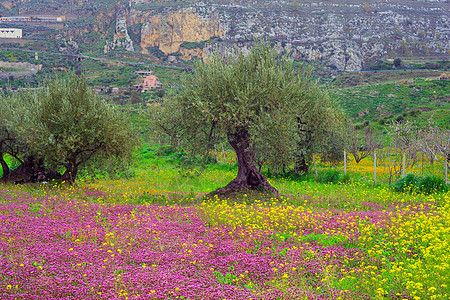 西西里农村乡村农场紫色橄榄农业生物黄色树木树林绿色图片