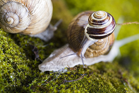 Snail 一个缓慢的动物 被贝壳覆盖动物学树叶鼻涕虫荒野花园苔藓动物群绿色叶子特技图片