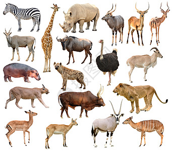 非洲动物羚羊野生动物动物群收藏狞猫狮子瓦图哺乳动物白色斑马图片