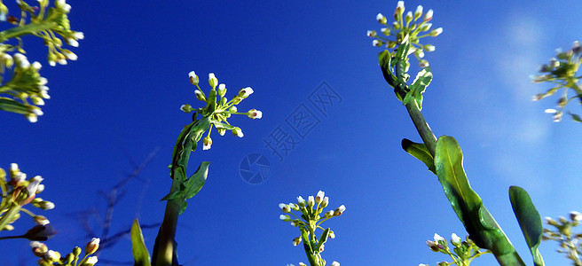 清晨黄植物花朵天空花瓣绿色黄色植物群白色季节季节性程序靛蓝背景图片