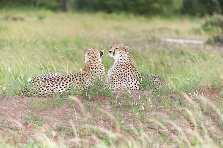 两只猎豹眼睛动物国家马赛荒野晴天速度毛皮食肉尾巴图片