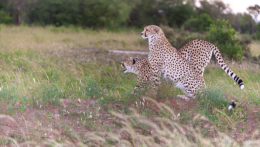 两只猎豹女性猎人濒危大草原眼睛速度马赛国家尾巴毛皮图片