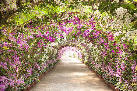 在一个植物园中 有兰花 在树上铺立着一条小道香味树叶小路公园热带新娘花园人行道植物图片