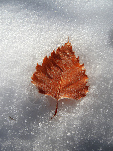 冰冷的橡树叶落下雪水晶橡木宏观草地环境地面植物学植物树叶冻结图片