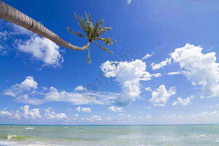 椰子树天空海景海岸线太阳植物风景海洋棕榈椰子热带阳光图片