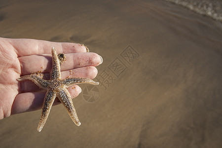 手握海星阳光海滩蓝天海岸线小行星空间海岸太阳海洋女士图片