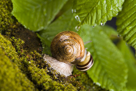 Snail 自然概念饱和颜色动物群绿色苔藓特技鼻涕虫花园叶子生物动物学动物图片