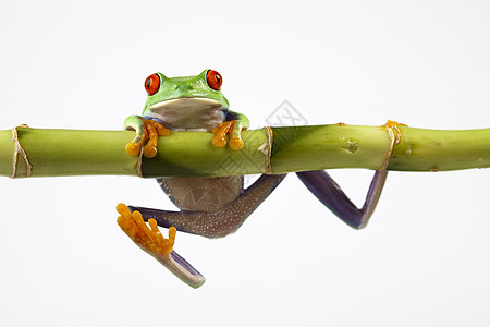 以多彩背景为背景的绿树青蛙两栖热带动物宠物宏观树蛙野生动物好奇心窗帘绿色背景图片