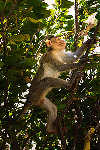 森林里的猴子荒野猿猴狨猴黑猩猩动物叶子野生动物灵长类哺乳动物丛林图片