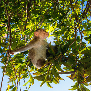 森林里的猴子猿猴野生动物哺乳动物叶子荒野黑猩猩狨猴动物灵长类丛林图片